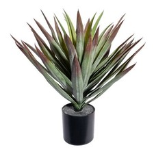 Yucca Environ 48cm Grünrot