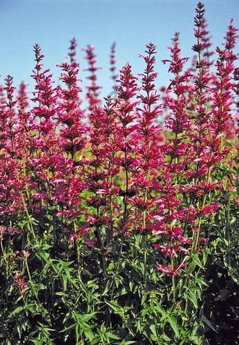 Graines agastache mexicaine - agastache,