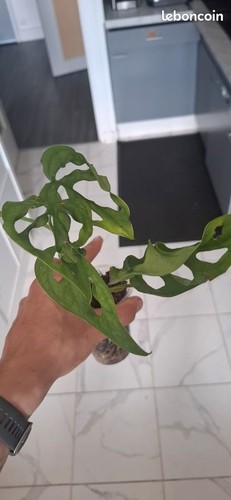 Monstera obliqua oro - el,