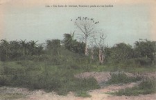 africa a corner of bush vultures posing on a baobab 40767