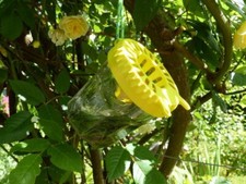 Piège à frelon asiatique sélectifs OkyBee – Efficaces, réutilisables