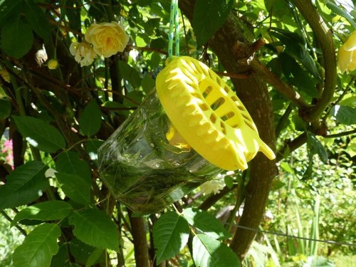 Piège frelon asiatique - frelon,