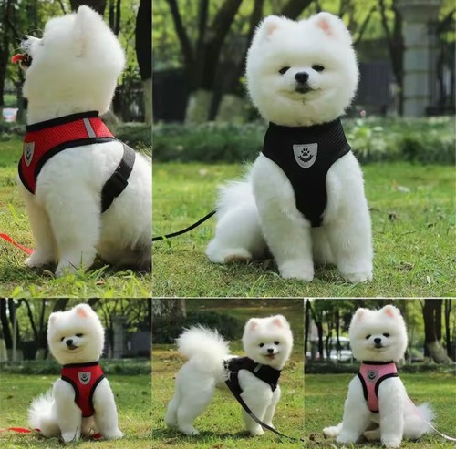 Harnais laisse chien chat - harnais,