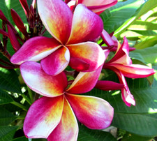 3 graines de Frangipanier