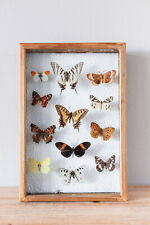 Vintage Entomological 12 Species Multicolored Butterflies Wall Box Frame