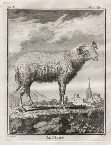 Ram bélier mouton - ram, gravure