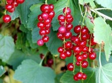 50 Graines de Groseille à