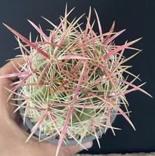 PERFECT! BIG RARE FEROCACTUS