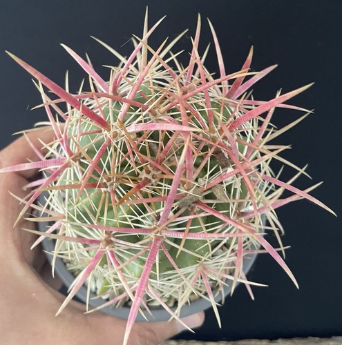 Perfect big rare - rare, ferocactus