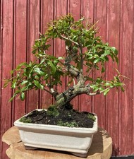 BONSAÏ PUNICA GRANATUM