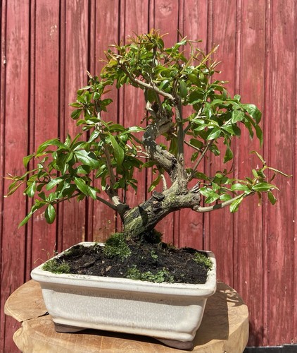 Bonsaï punica granatum - bonsaÏ,
