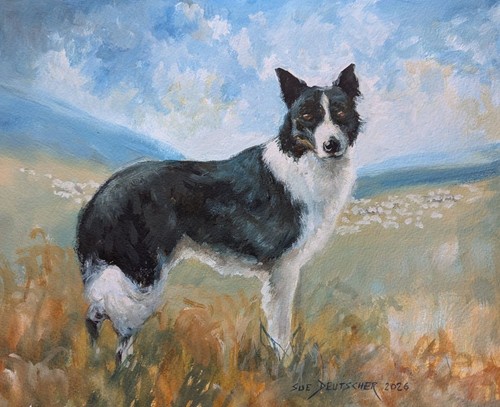 Border collie watercolor - collie,
