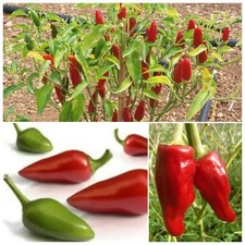 Poivre de palmier, Puta Madre