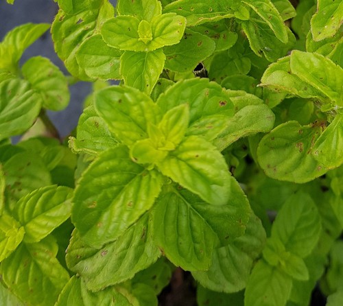 Mentha aquatica menthe - aquatica,