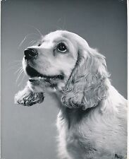 COCKER SPANIEL ANGLAIS c. 1950