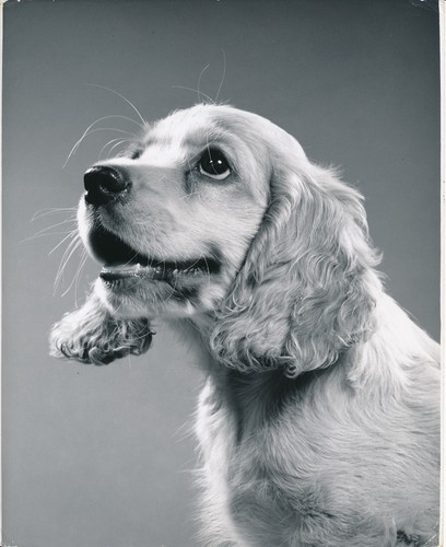 Cocker spaniel anglais 1950 - c.,
