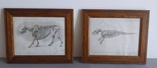 2 gravures anatomiques