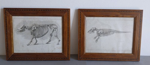 Gravures anatomiques - 2,