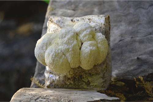 Lion mane mushroom grow - lion's, kit