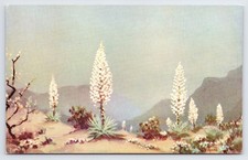 Desert Yucca From A Painting By Frank Moore, Pasadena, Vintage Postcard
