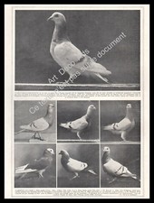 1927 Colombophilia ~ Pigeons Races / Pigeon de Gier Mondains Français ...