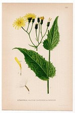 1926 Lindman Botanical Flower Print, Marsh Hawk's-beard, Crepis paludosa