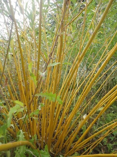 Boutures bio osier - bio,