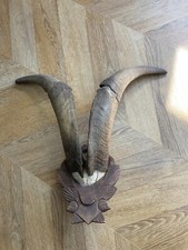 Cabinet of Curiosity Trophy Goat Wood Massacre Vintage Horn
