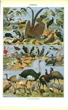 1949 Book Antique Birds Document 