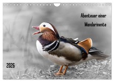 Aventures d'un canard mandarin (Calendrier mural 2026 DIN A4 horizontal), CALVEN