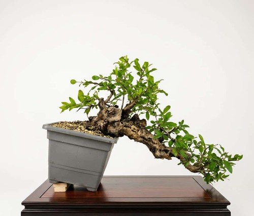 Bonsaï grenadier cascade - grenadier,