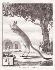 Gerbo Gerbille Rennratte