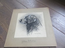 1940 GOLDEN RETRIEVER JARGON SIGN DOG HUNTING DRAWING