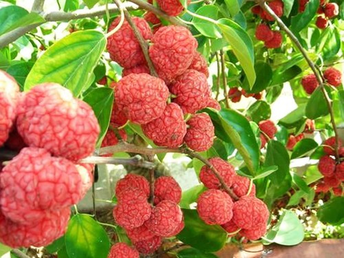 Mandarin melon berry tree - mandarin,