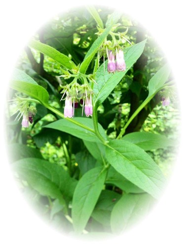 Live russian comfrey root - russian,