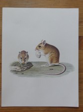 Peinture naturaliste LA