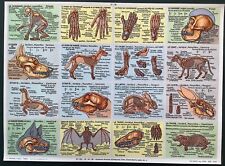 educational board school skeletons animals Arnaud publisher 1960 no. 128 VGC