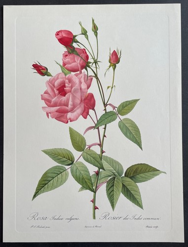 Botanique rosier des indes - botanique,