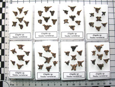 Pleistocene ice age ELAPHE fossil snake vertebrae Florida In Display Case 1/bid