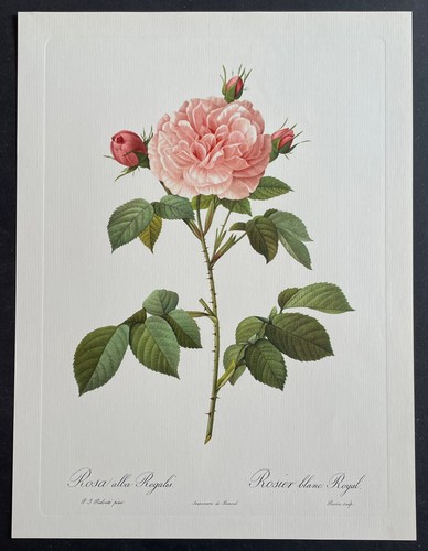 Botanique rosier blanc royal - blanc,