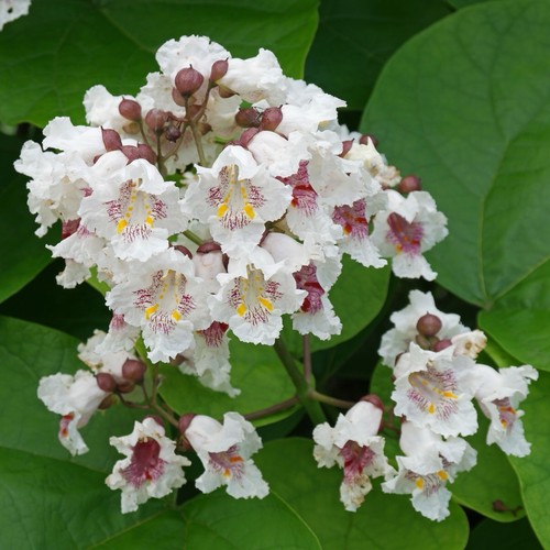 Graines catalpa - de,