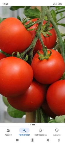 Graines tomates montfavet - tomates,