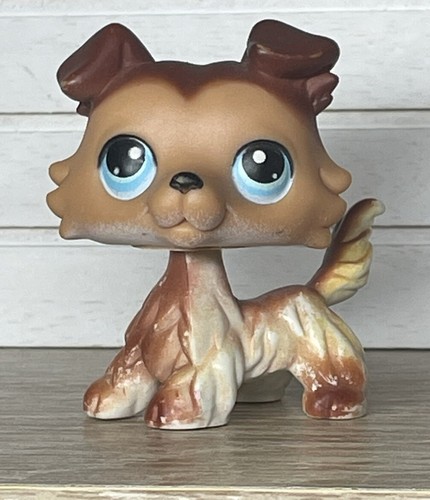 Petshop chien colley - 🌺petshop,
