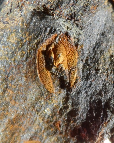 Trilobite ordovicien massif - trilobite, du