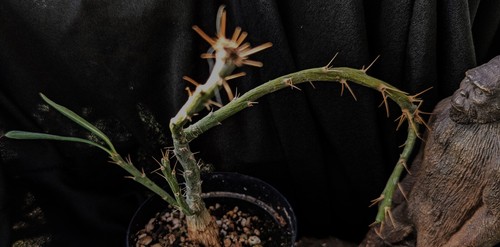 Pachypodium bispinosum - , x
