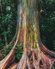 Rainbow Eucalyptus - 25+