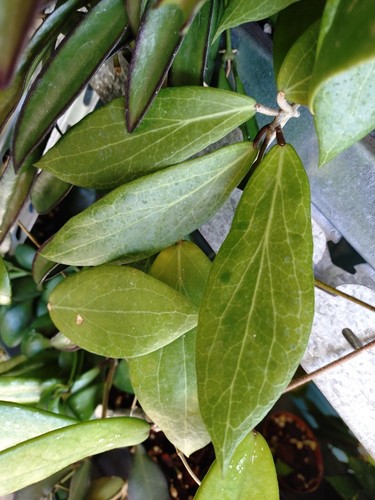 Hoya camphorifolia - hoya,