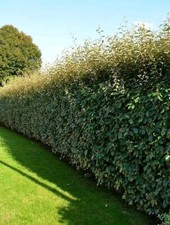 6 Boutures Chalef de Ebbing -