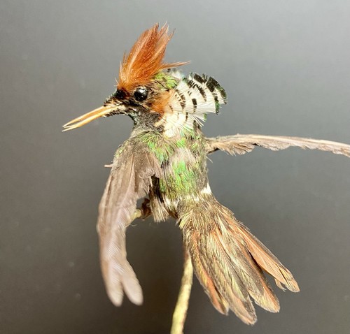 Colibri taxidermie - colibri,
