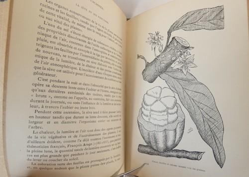 Kervégant bananier et son - kervégant.,
